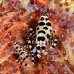 shrimp_coleman_bhr_tam_v_0526_bal6482.jpg